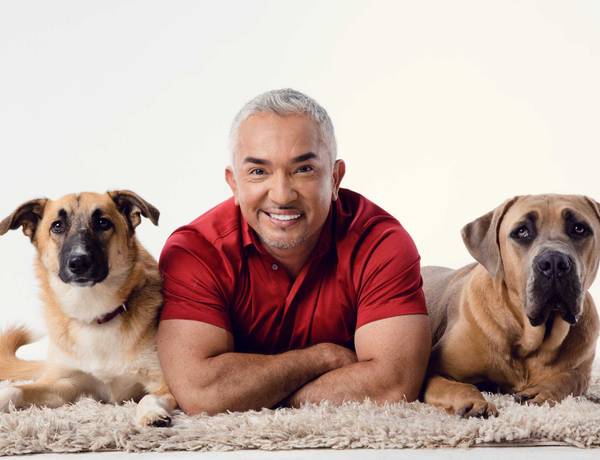 related article image - Cesar Millan újra Magyarországon